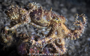 Caught in the act! Mating Blue Ring Octopuses in Lembeh by Marteyne Van Well 